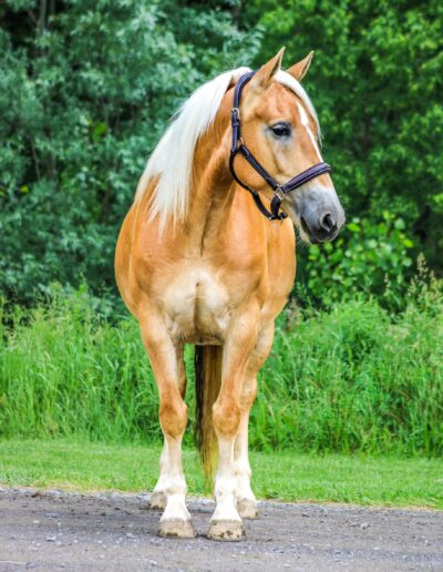 a light brown horse standing on a pebble path in front of forestry green natural background