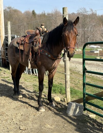 a brown horse within a wooded gated fence with a natural background