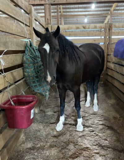 a brown and white horse in a wooden stable