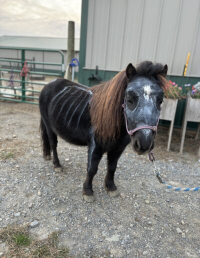 a small brown horse in front of a metal shed like stable