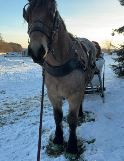 a horse standing in snow in front of a snowy background
