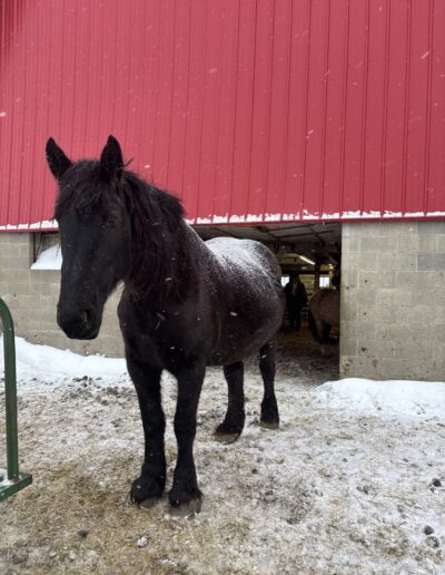 a dark brown horse standing in front of a building with grey bricks and a red metal roof