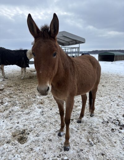 a brown horse with a snowy background